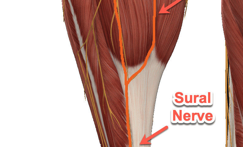 Sural Nerve Entrapment Sport Med School