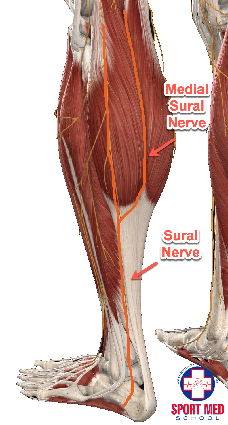 Calf Nerve Entrapment The Best Porn site