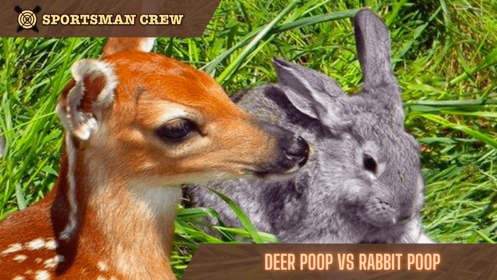 Deer Poop vs Rabbit Poop How to Identify It