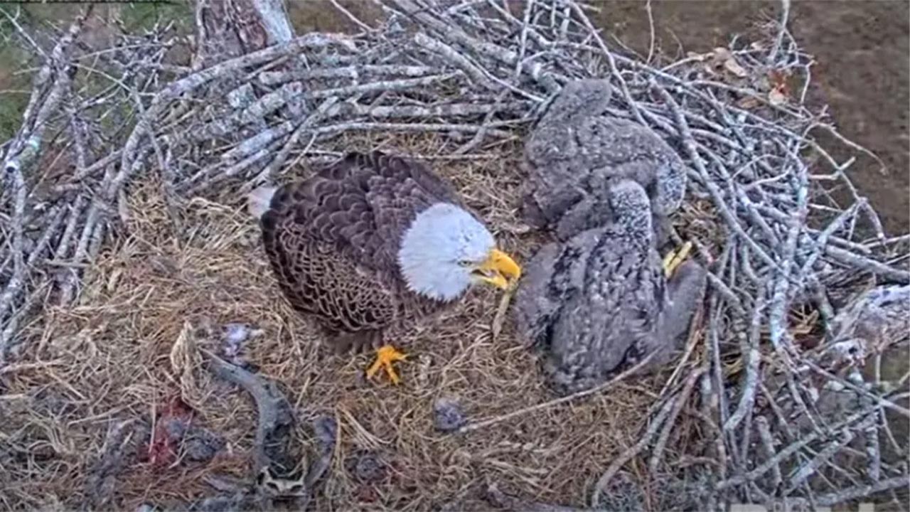 Southwest Florida Eagle Cam Harriet, Harriet The Eagle, Facebook