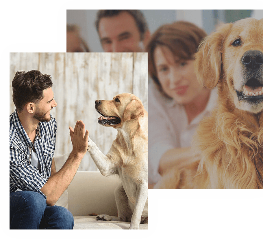 Spot Dog Training