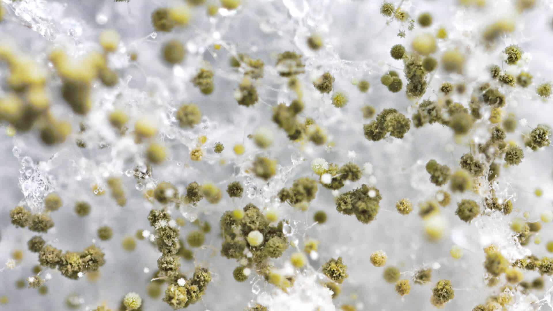 Mould in Your Air Conditioner? Remove It Now Find Out How