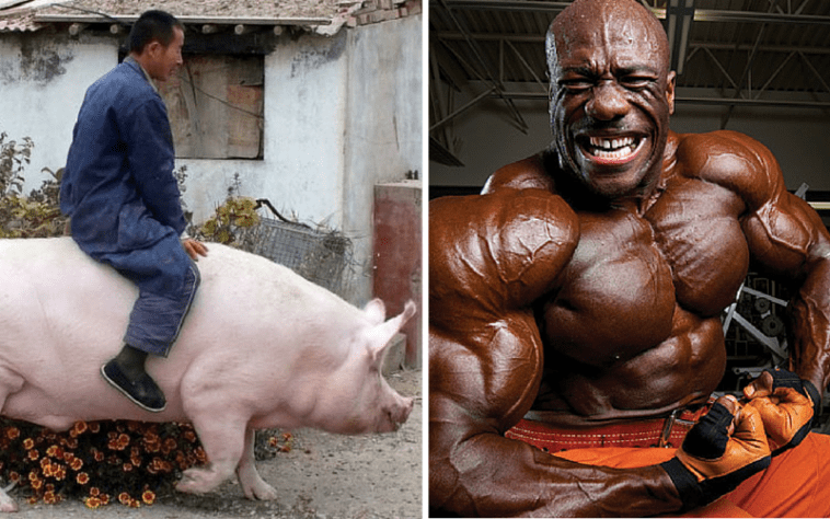 How Long Does it Take to Fat And Weak?