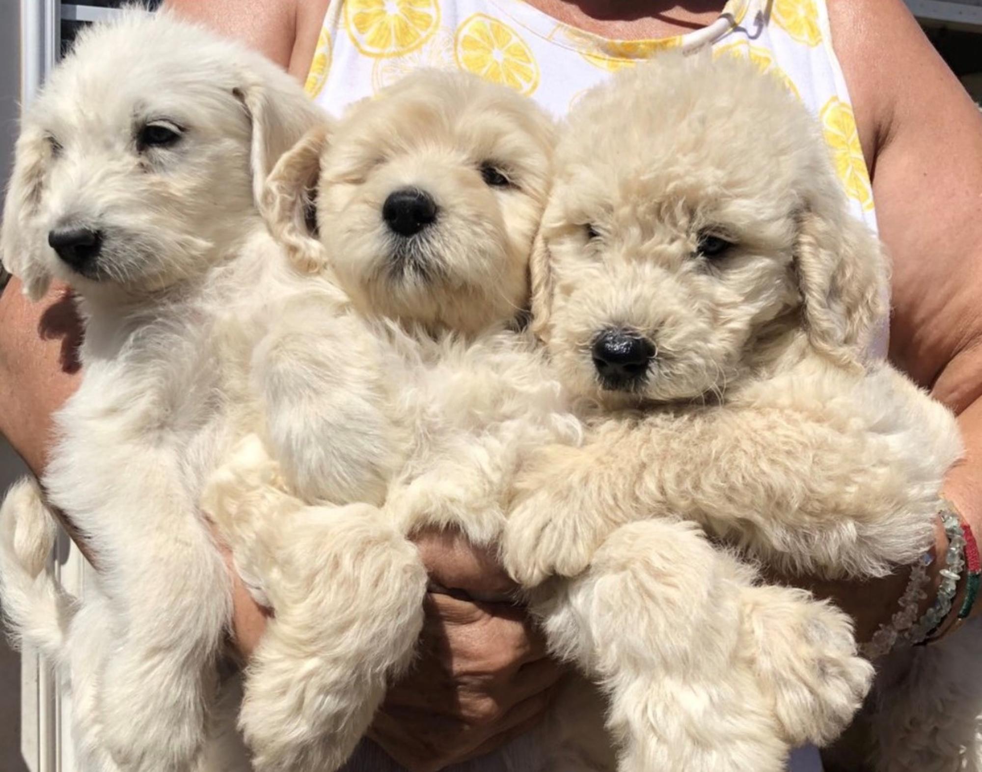 Bella Notte Puppies Mcdonough, GA Previous Litters