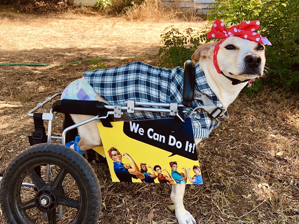 Rosie the Riveter Saving Pets One at a TIme Animal Rescue