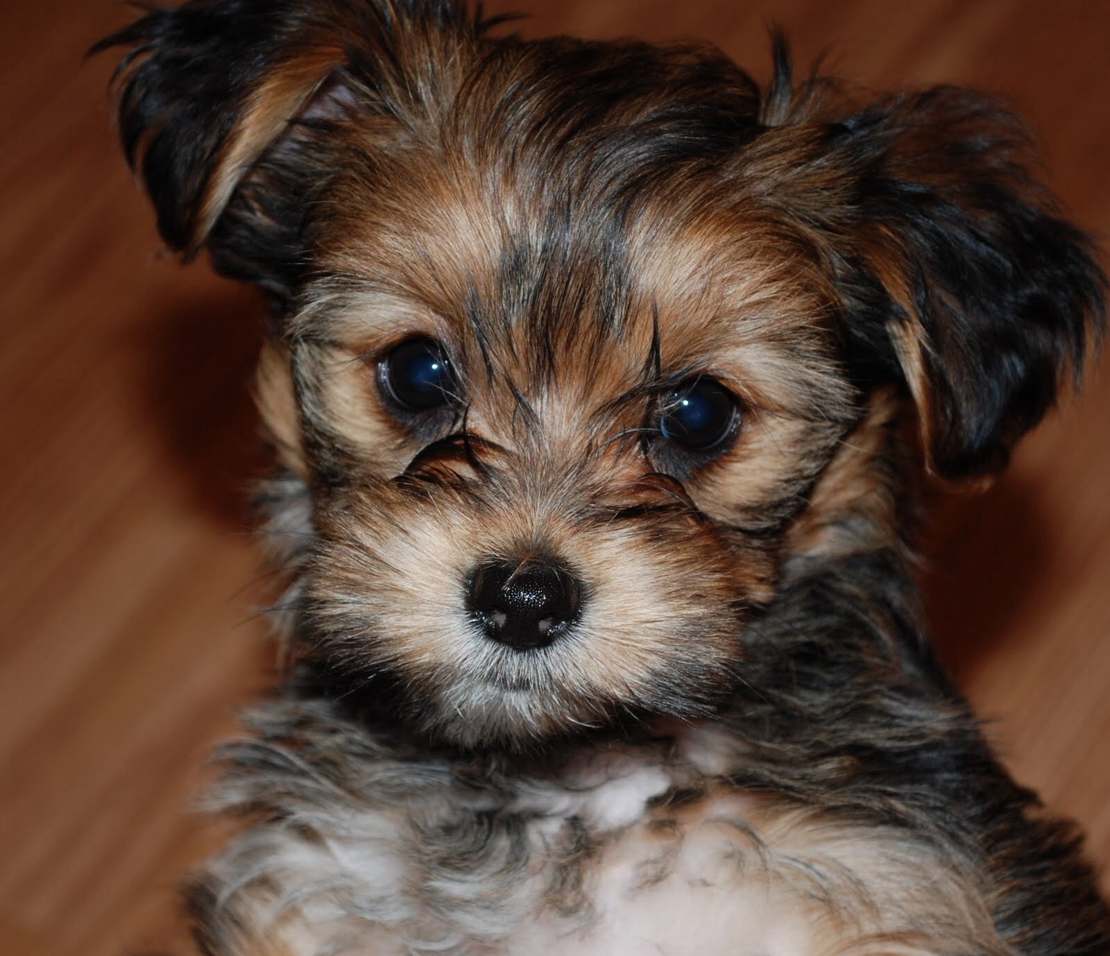 Dog Breed SPOTlight Shorkie Spots Dog Kennel