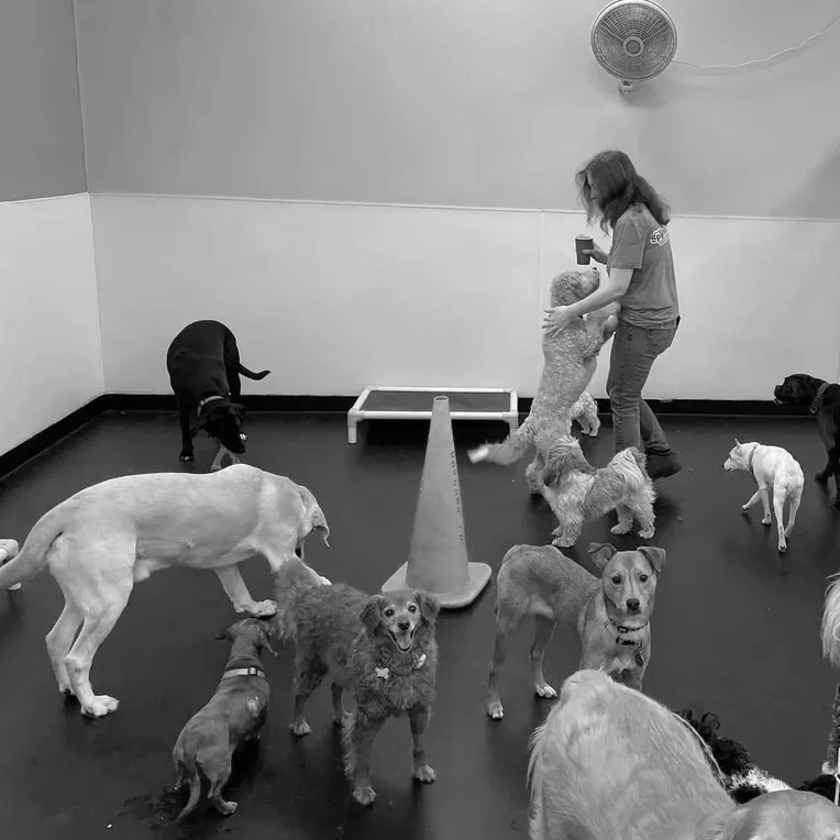 Services Training The Spotted Dog New Jersey