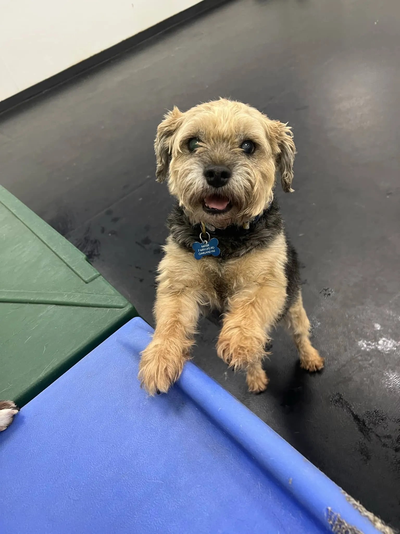 Services Daycare The Spotted Dog New Jersey