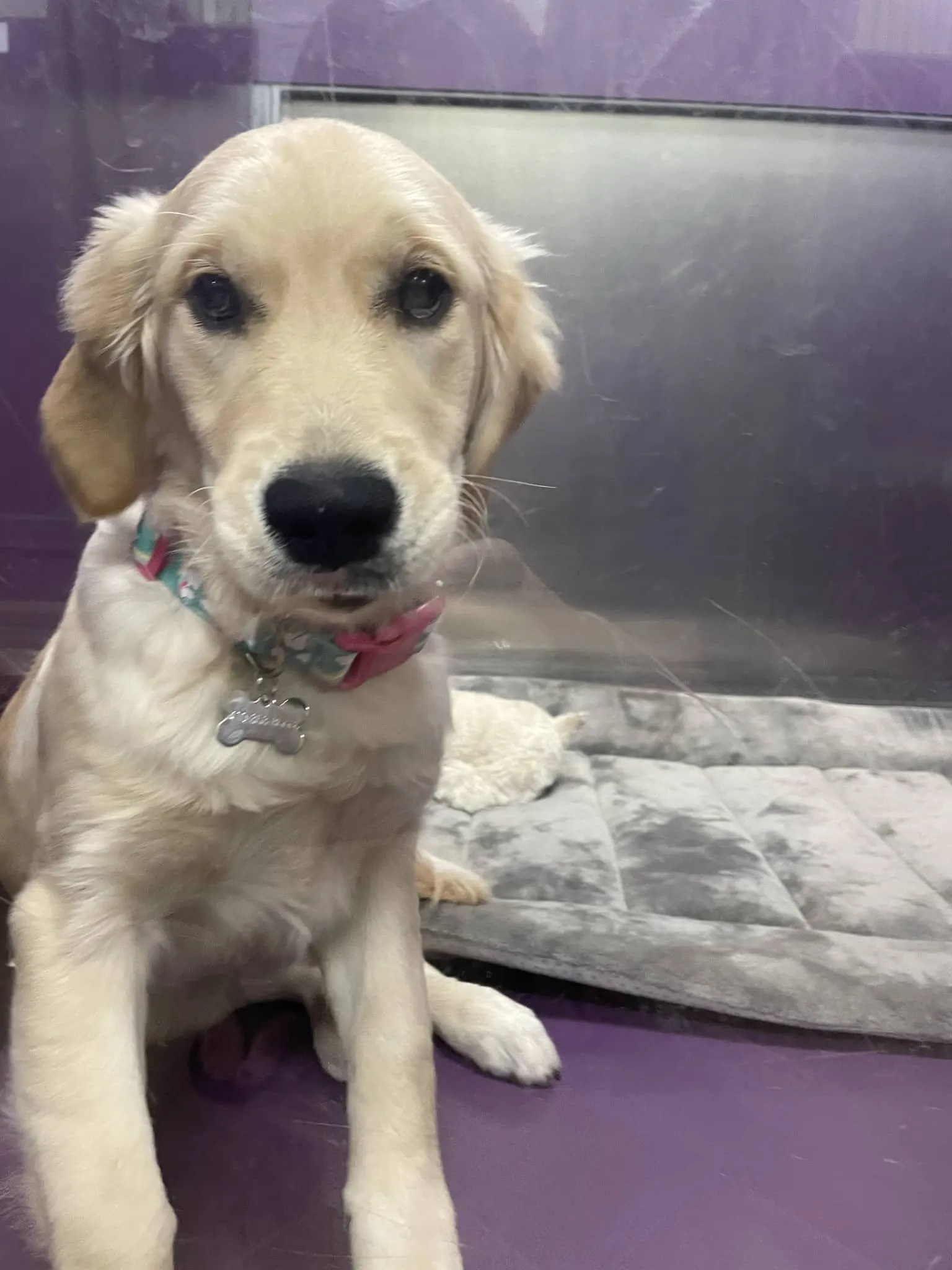 Best Dog Boarding Oakland NJ The Spotted Dog