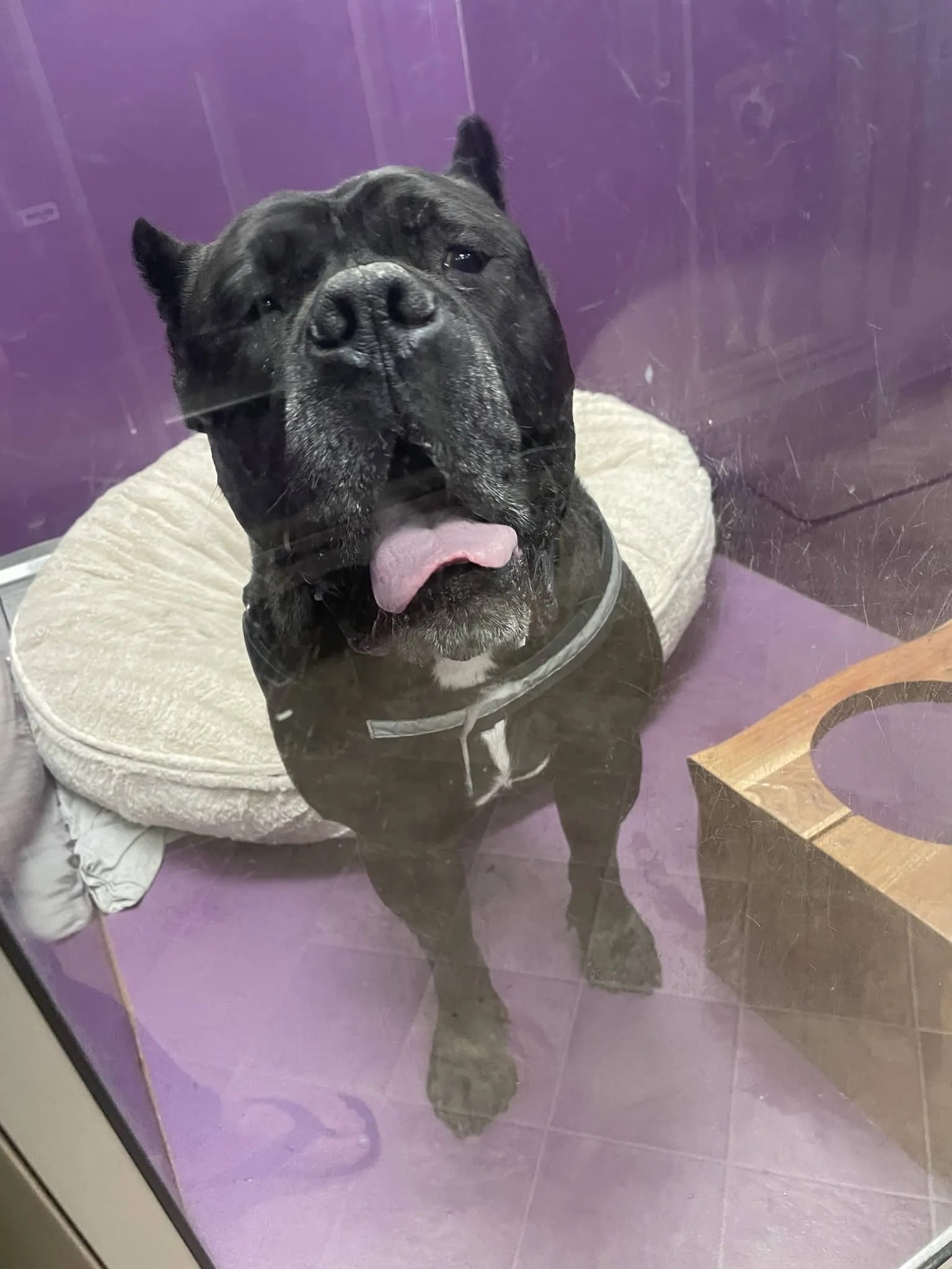 Best Dog Boarding Oakland NJ The Spotted Dog