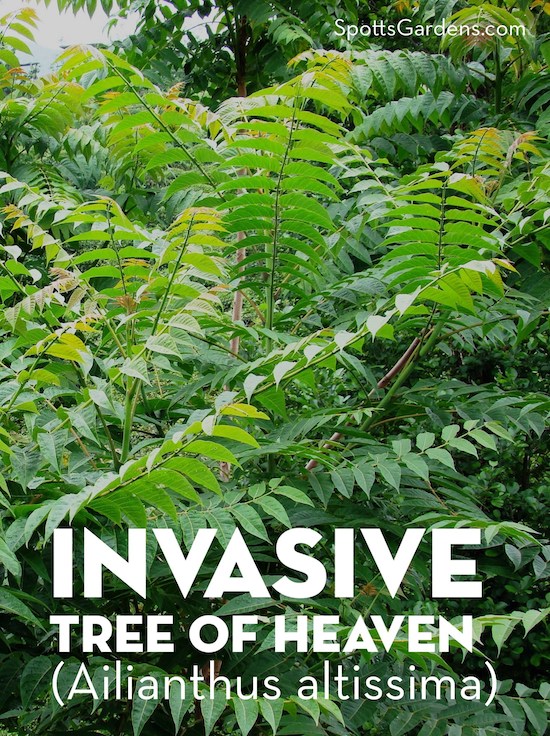 Getting Rid of Invasive Plants Spotts Garden Service