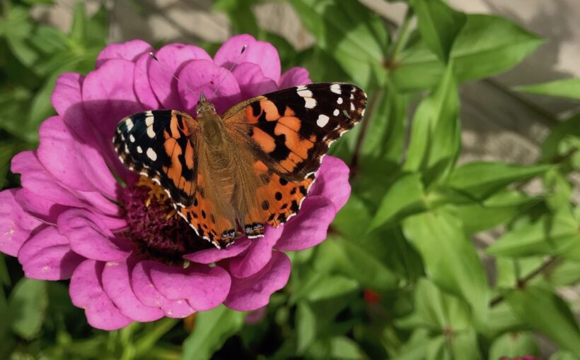 Direct Sowing Annual Flowers for Abundant Gardens
