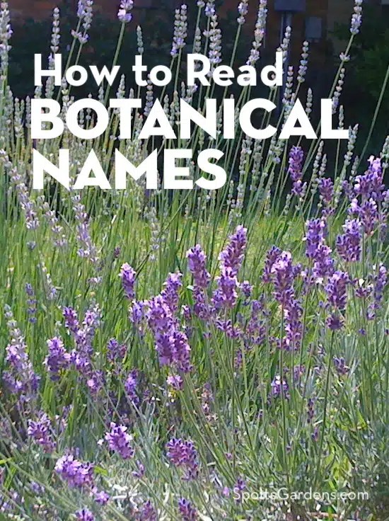 How to Read Botanical Names Spotts Garden Service