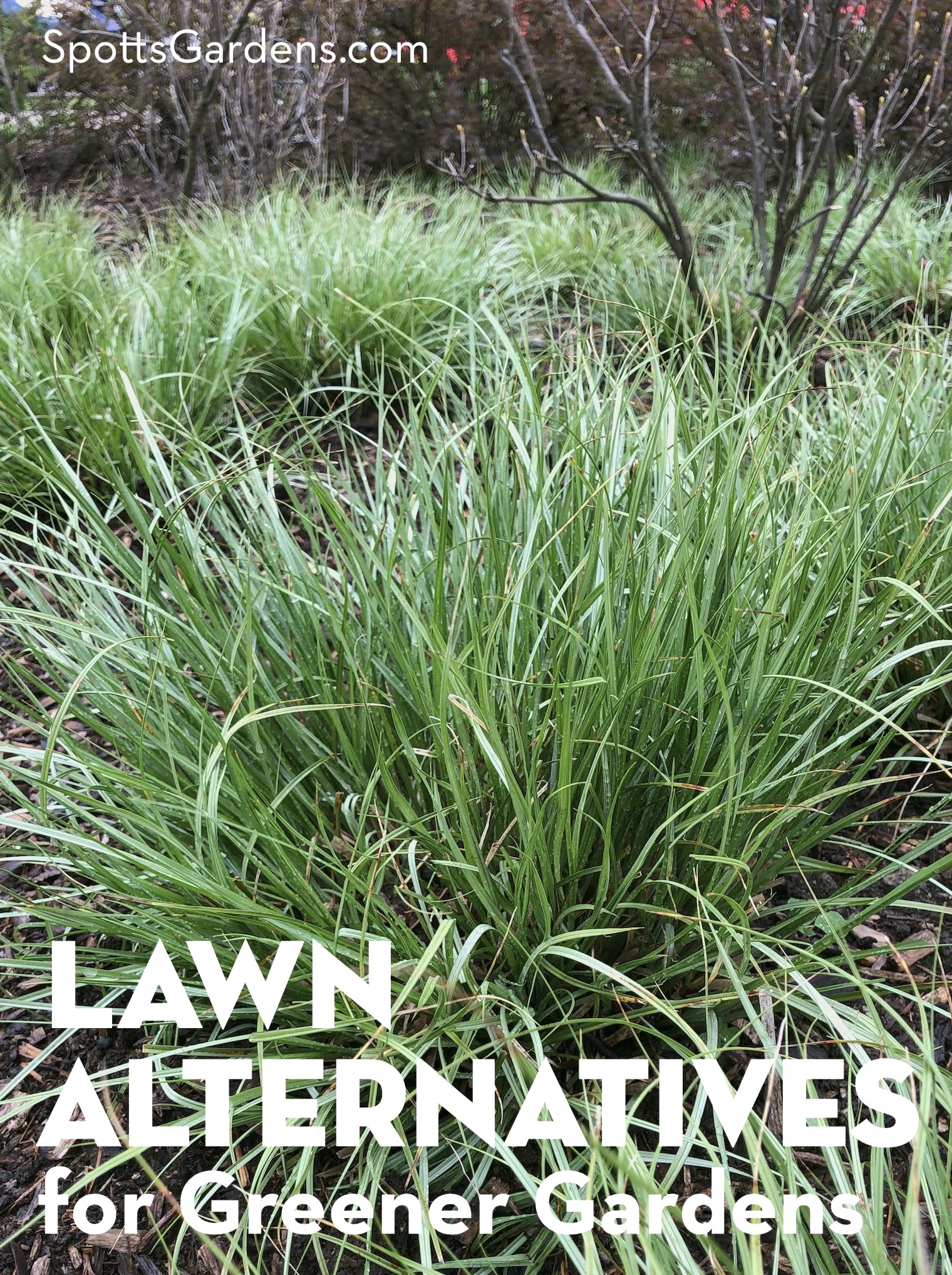 Lawn Alternatives Spotts Garden Service
