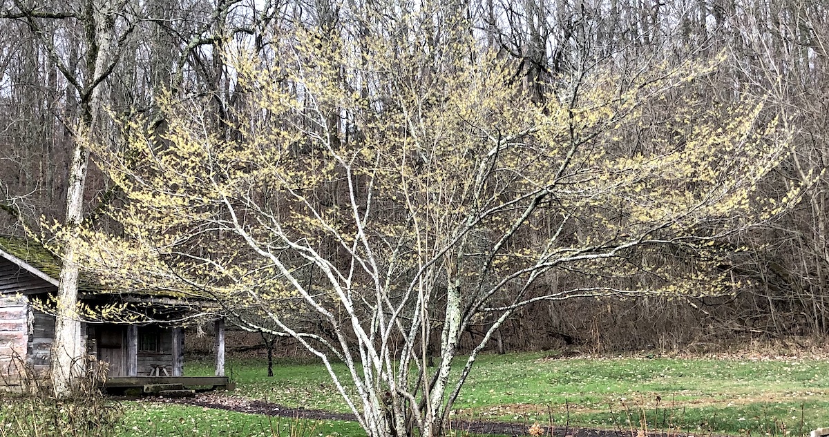 Dormant Pruning Trees and Shrubs in Late Winter