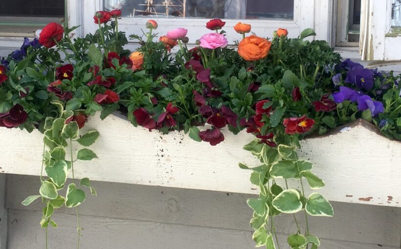 Spring Containers That Handle the Cold Spotts Garden Service