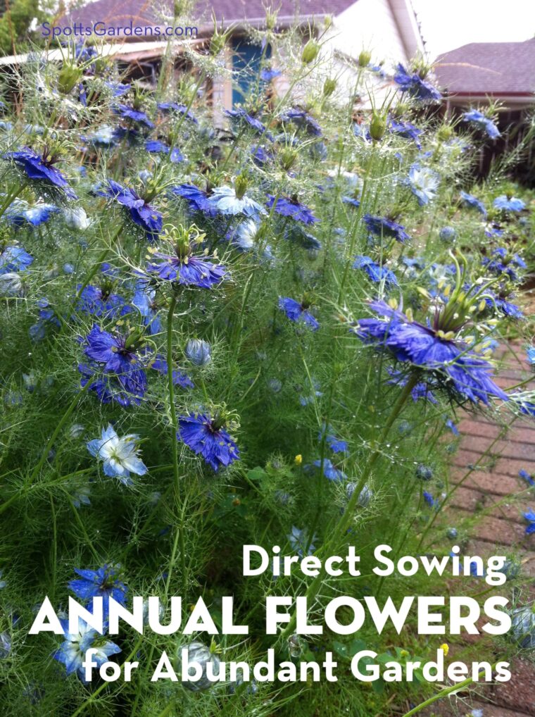 Direct Sowing Annual Flowers for Abundant Gardens -