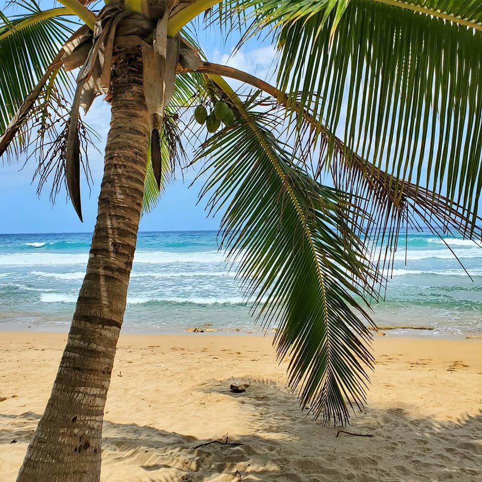 Puerto_Rico_Palm_Tree Sprangled