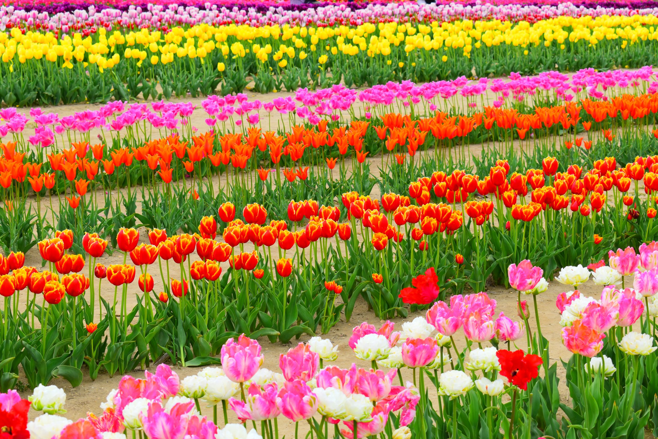Stroll Through a Rainbow of Flowers at the Long Island Tulip Festival