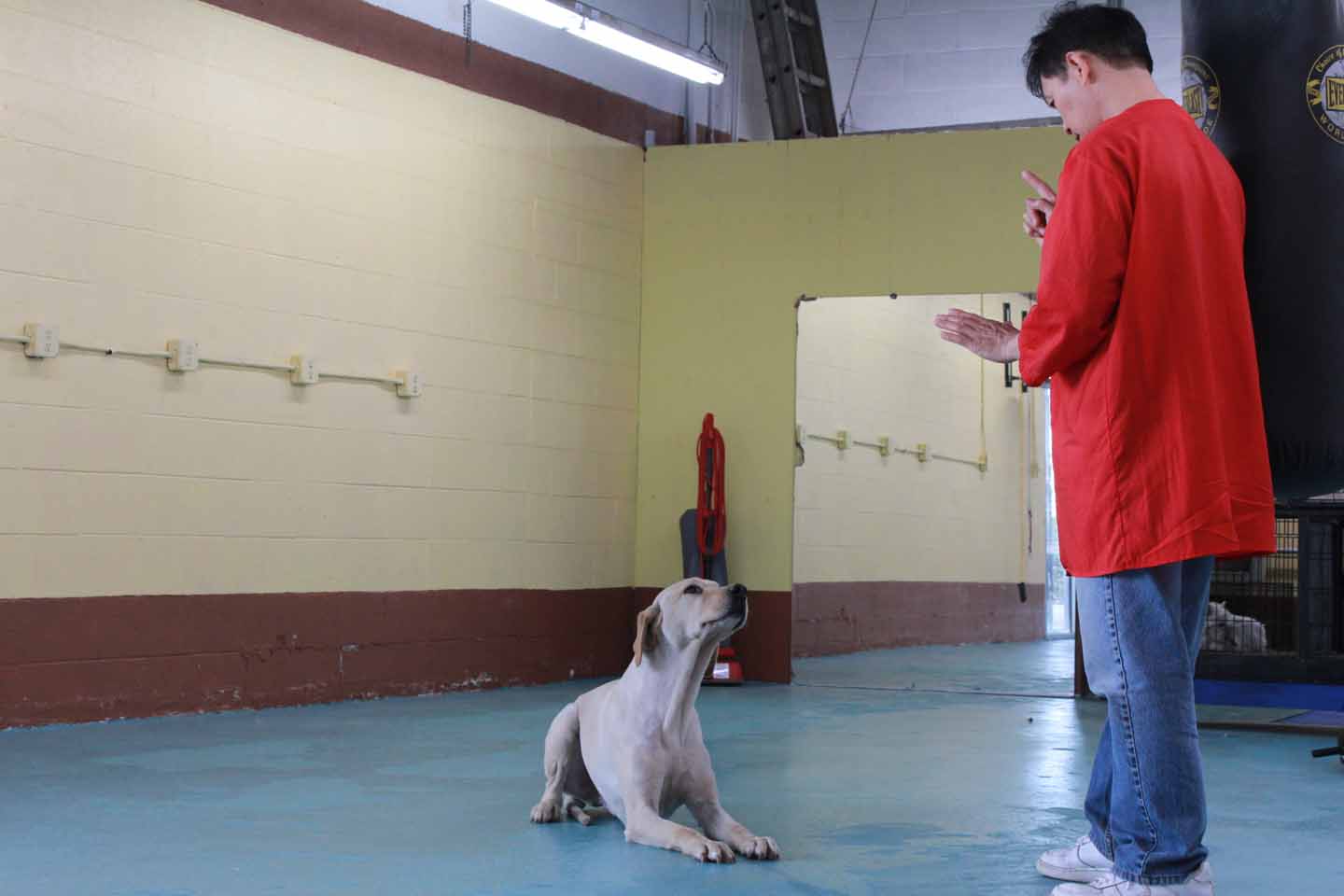 Dog Grooming in Cypress Cerritos Long Beach Lakewood la palma norwalk