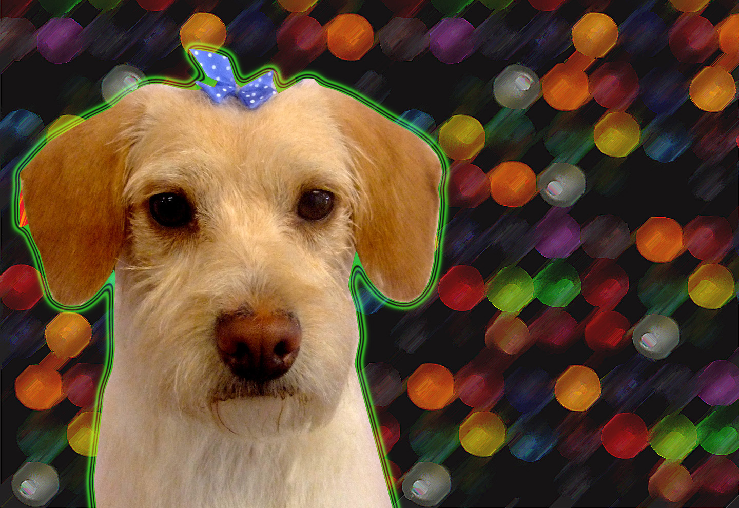 Dog Grooming in LA & Orange County Dog Grooming Services in Cypress