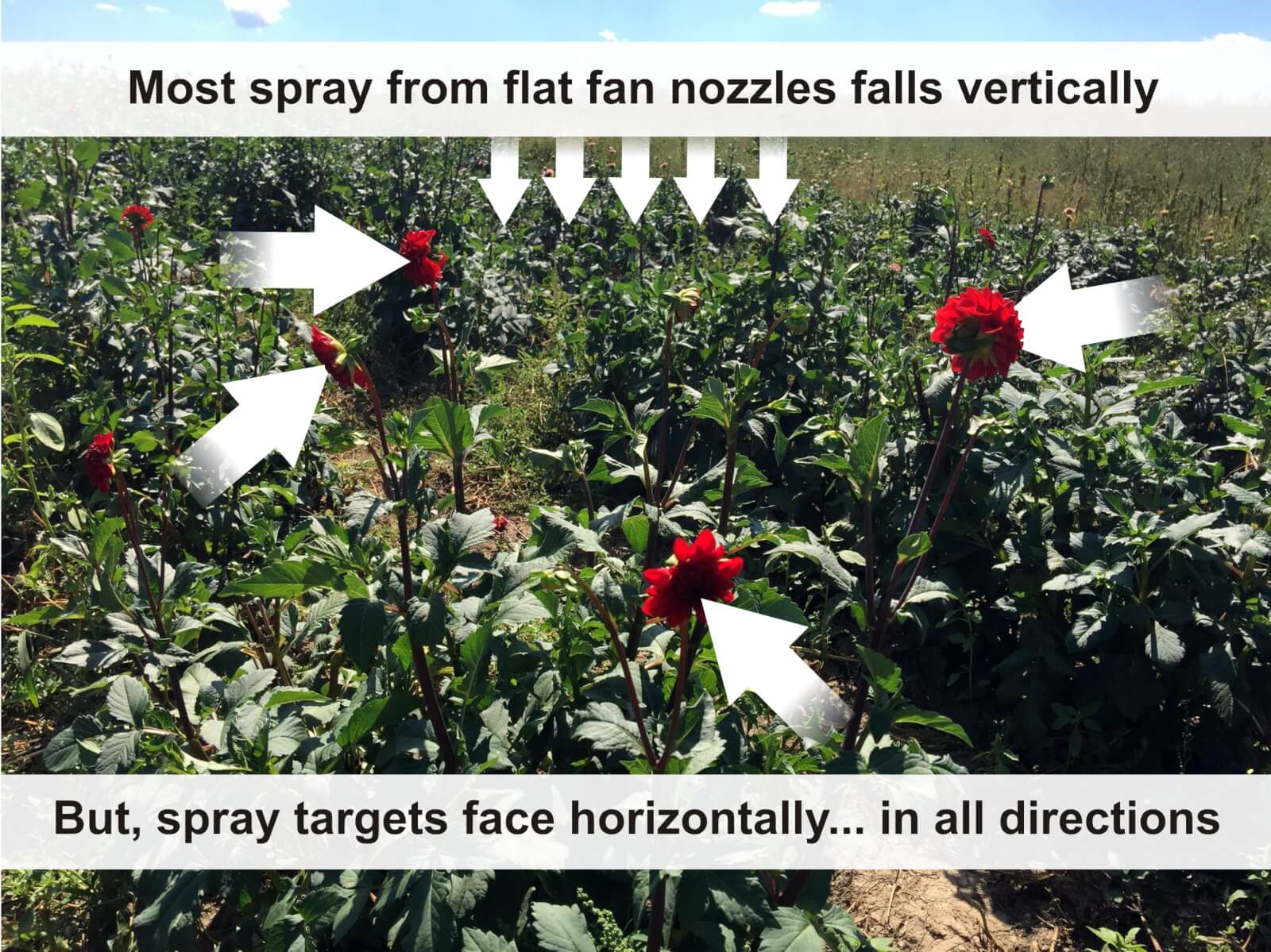 Thrips Control in Cut Flowers A Good Try Sprayers 101