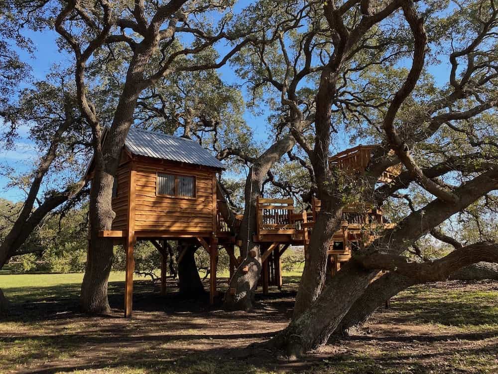 The live oak trees of Spread Oaks Ranch Spread Oaks Ranch