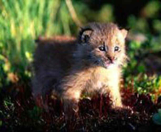 Lynx | Dieren En Planten