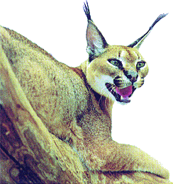 Lynx - Spreekbeurten.info