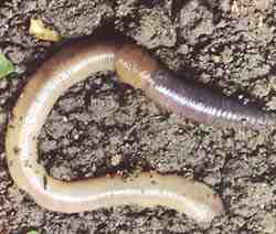 Regenworm - Spreekbeurten.info