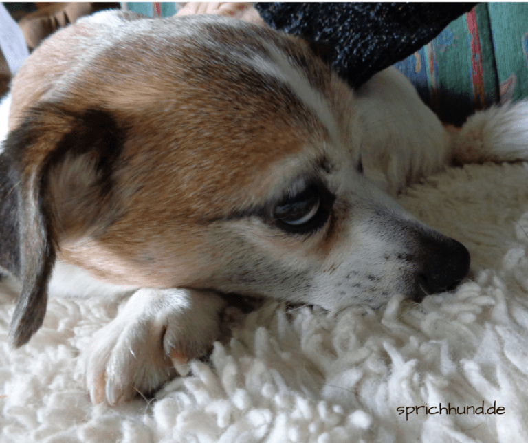 Wenn Hunde alt werden Sprich Hund!