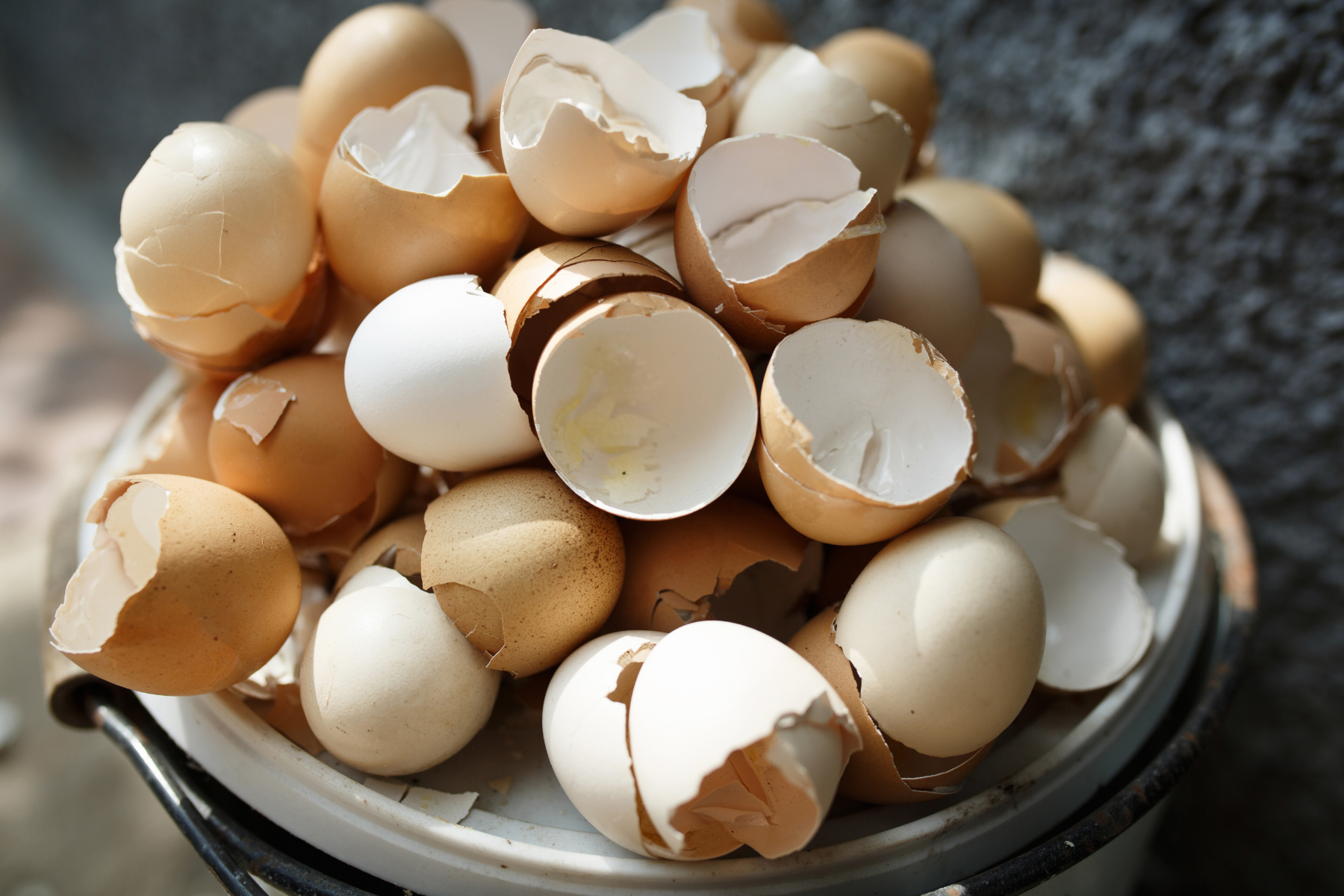 How to Compost Eggshells? (And Why Should You Do it?)