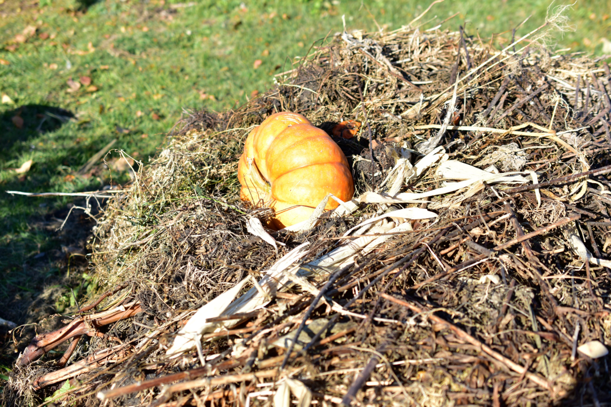Composting Pumpkins (4 Effective Methods & Tips)