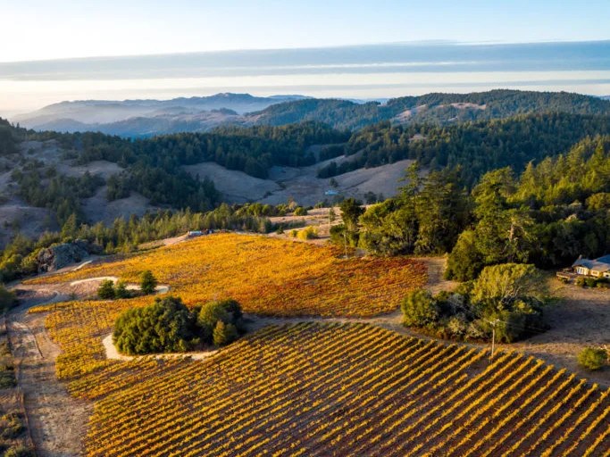 Cobb Wines Springboard Wine Company