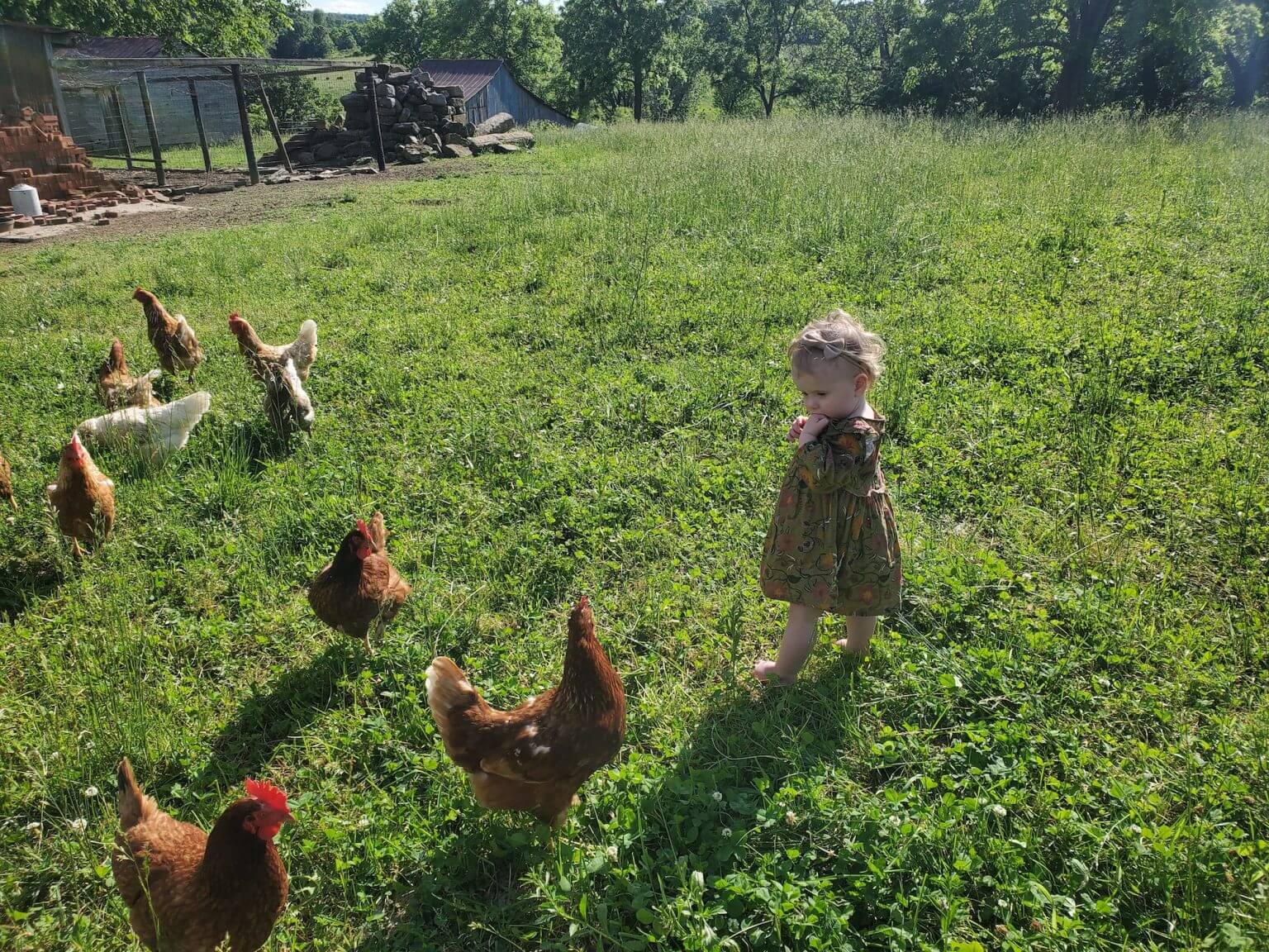 FreeRange Chicken Spring Creek Farms Missouri