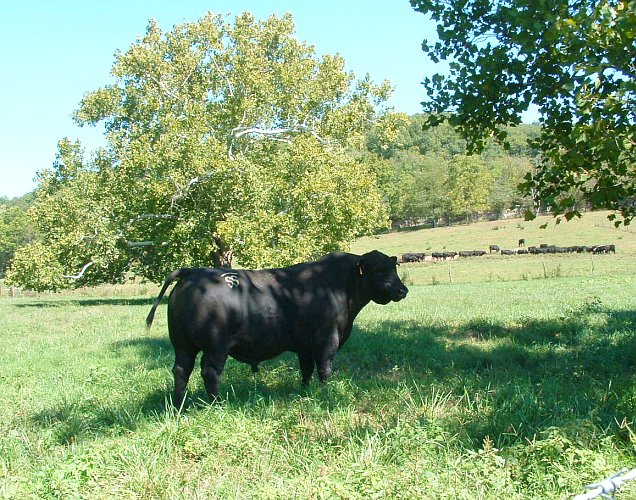 Bred Heifers and Freezer Beef for Sale at Spring Creek Cattle Company