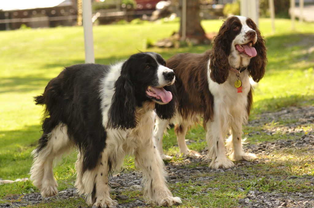 Springer Spaniel Rescue Springer Haven