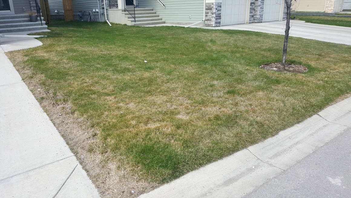 Spring Cleanup Power Rake, Mow/Trim, Aeration Springer Landscape