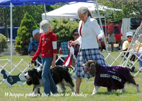 Old Posts Archive (20062012) English Springer Spaniel Club of Long