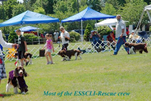 Old Posts Archive (20062012) English Springer Spaniel Club of Long