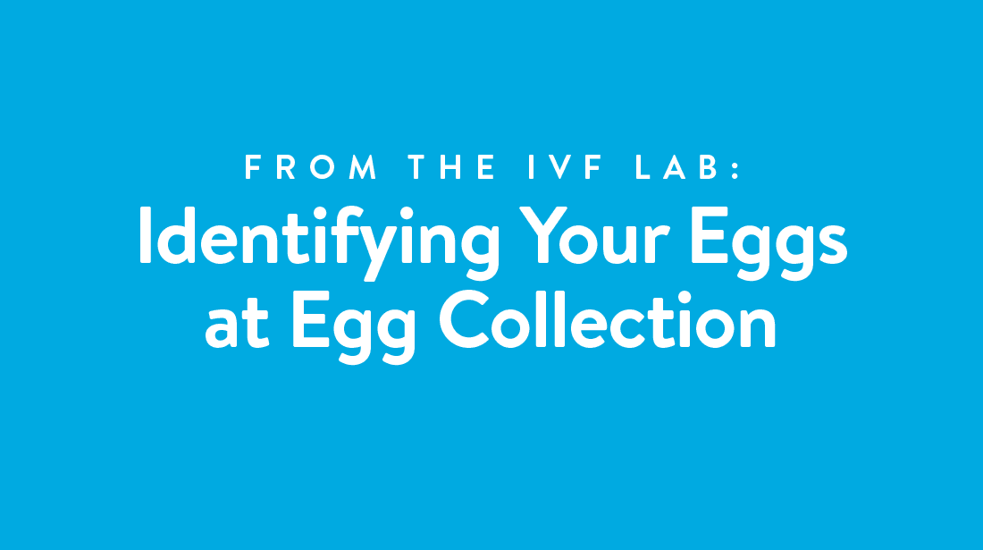 From the IVF Lab Identifying Your Eggs at Egg Collection Spring