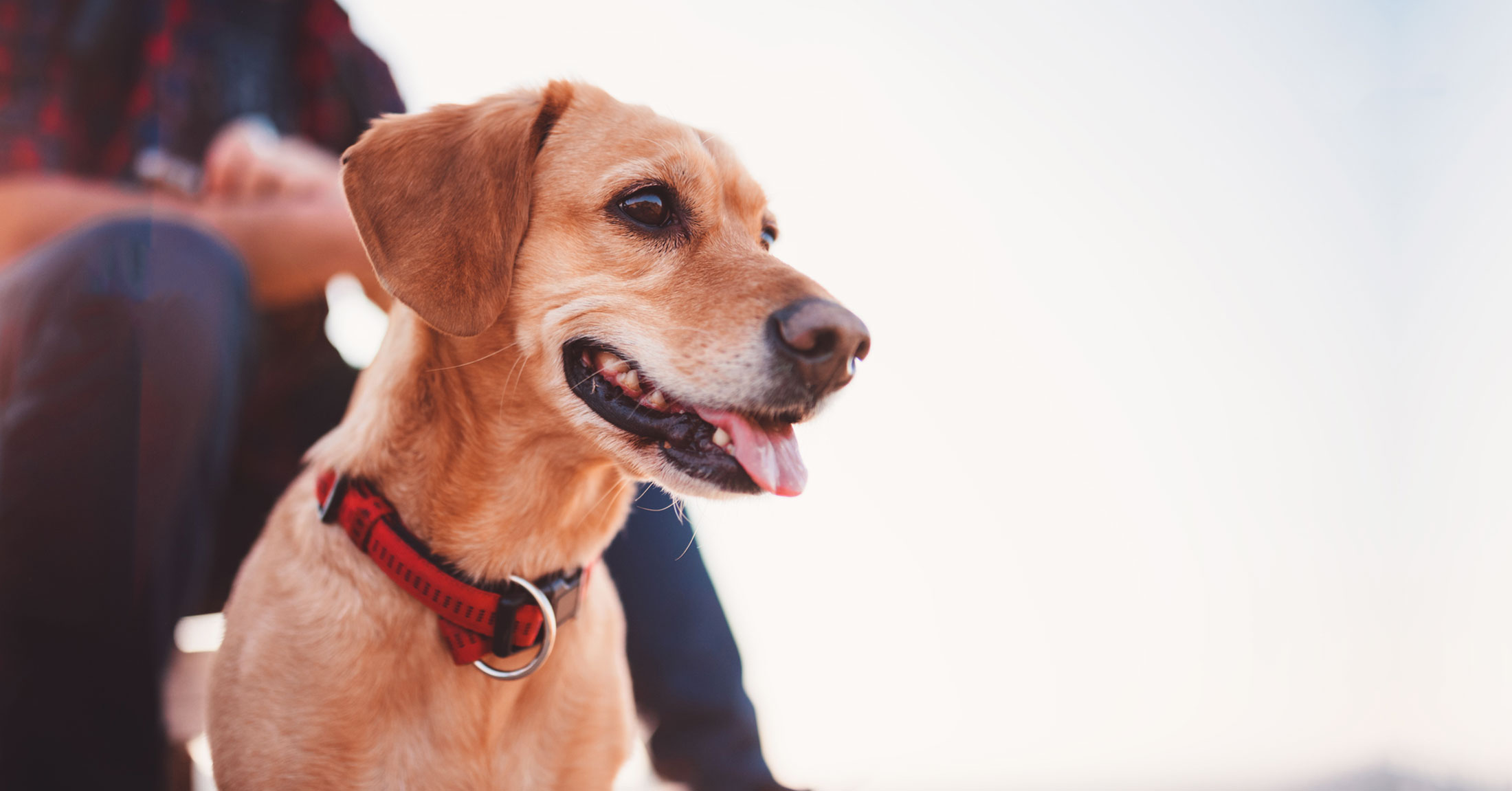 Springfield Veterinary Clinic in Clarkston, MI (248) 6254144