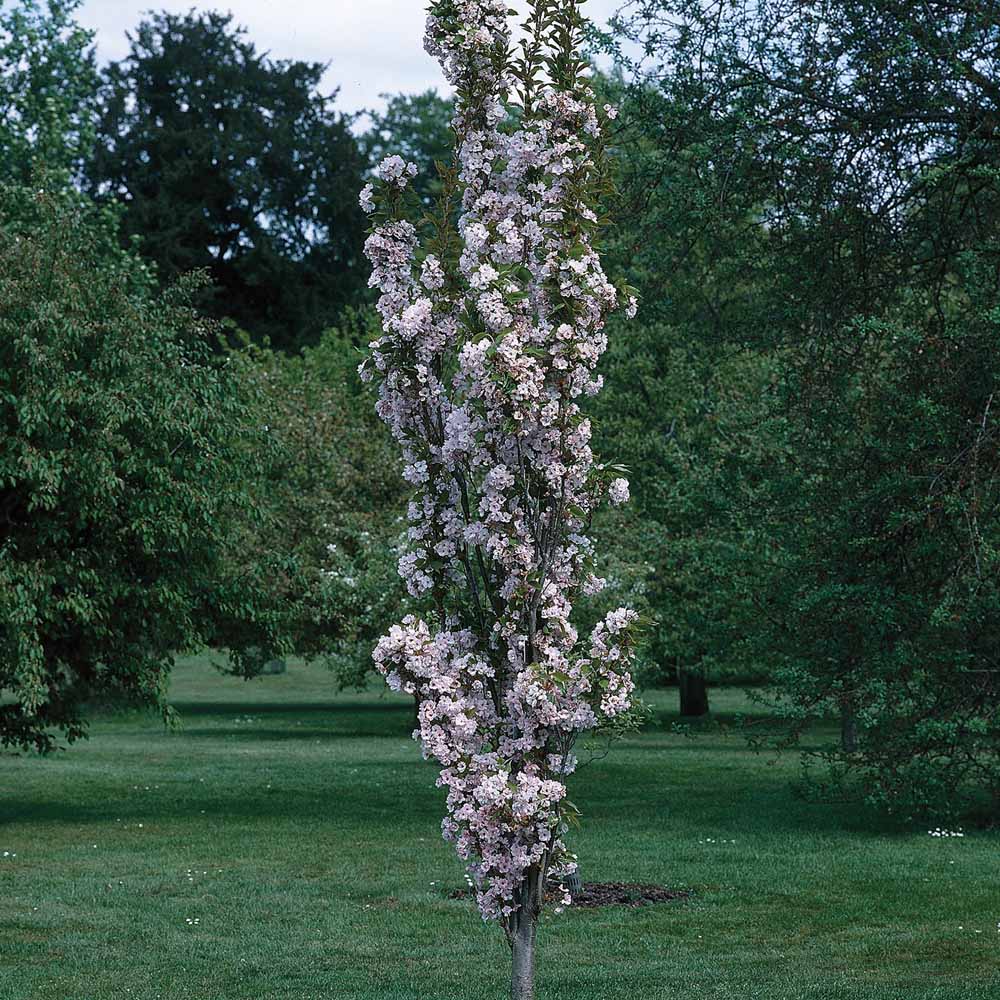 Trees Spring Green Nurseries