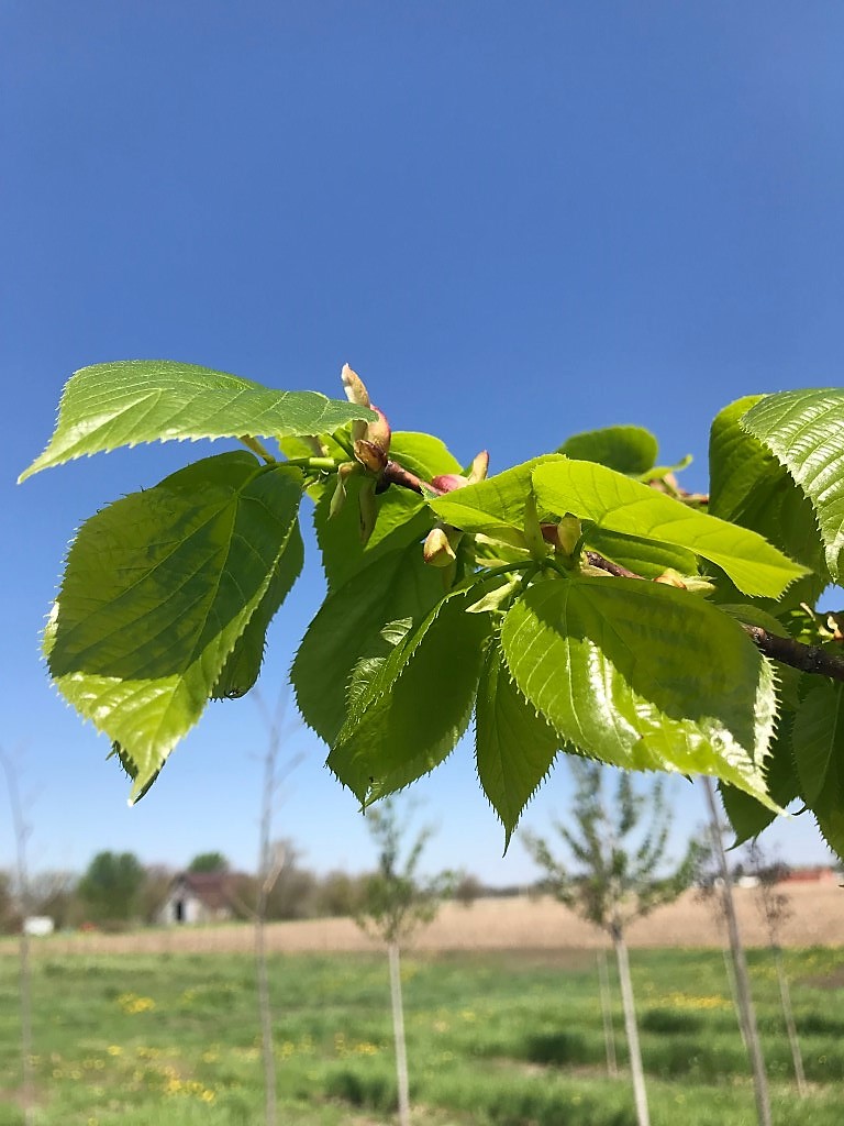 Spring Green! Spring Grove Nursery