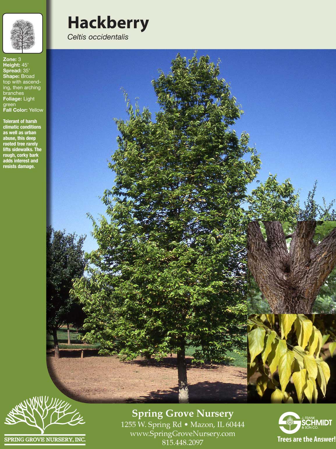 Celtis occidentalis Spring Grove Nursery