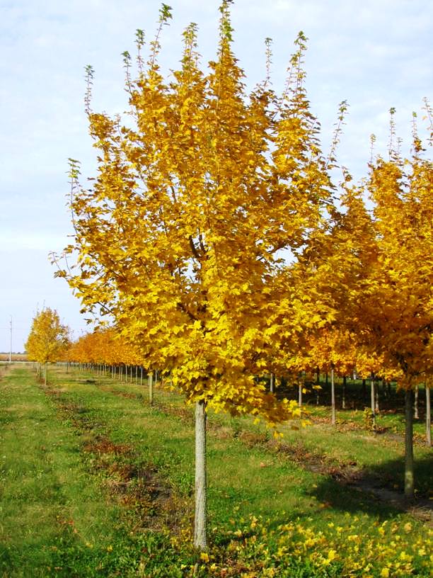 Acer miyabei 'Morton' Spring Grove Nursery