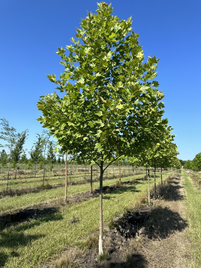 Legacy Tree™ Program at Spring Grove Nursery WHOLESALE PACKAGE