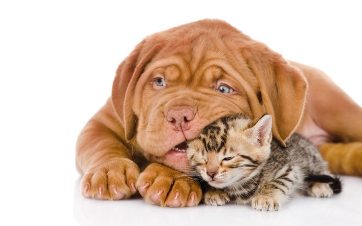 Spring Grove Animal Hospital The Kind Of Care Your Pets Deserve