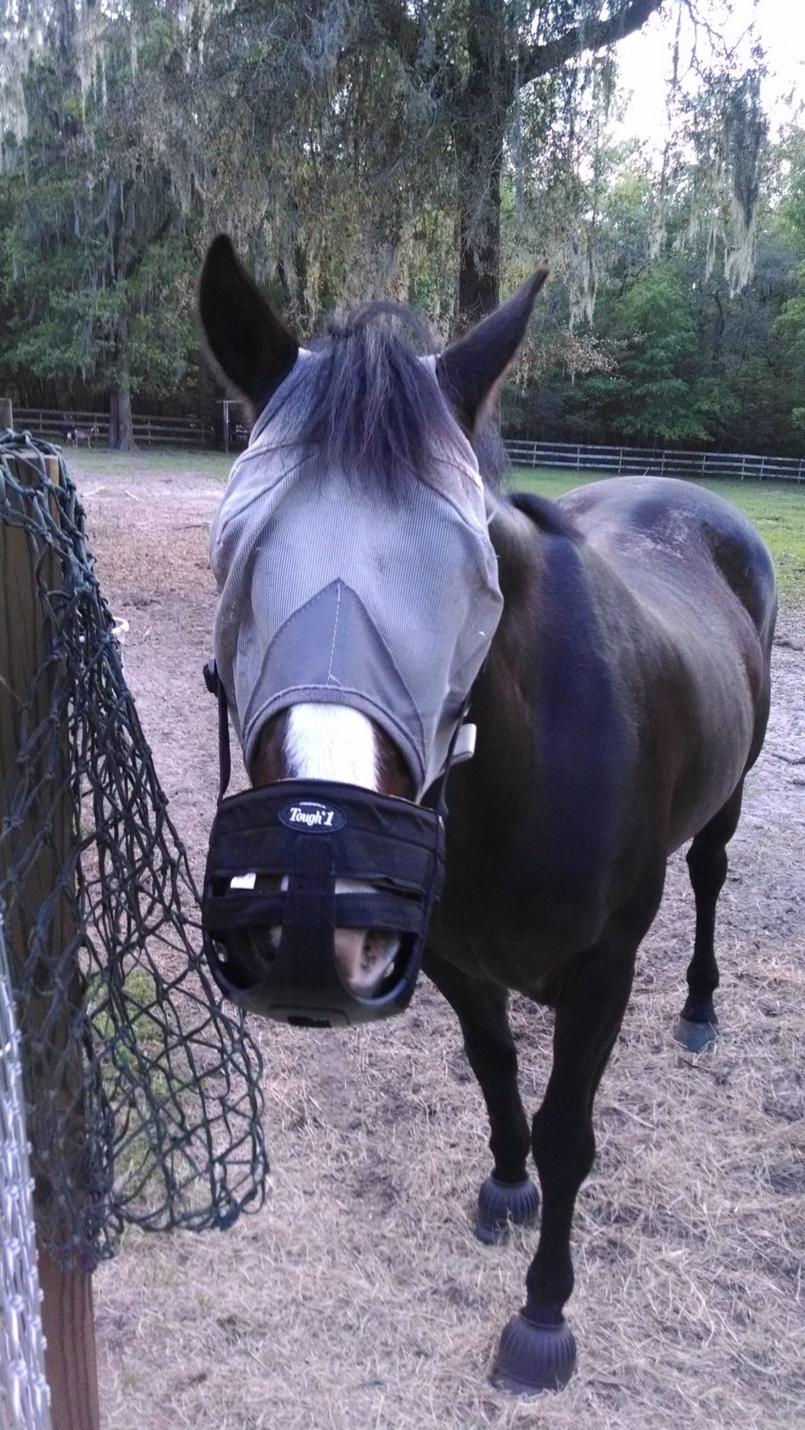Horse with fly mask and grazing muzzle Springhill Equine Veterinary
