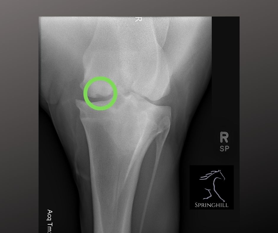 OCD in Horses Springhill Equine Veterinary Clinic